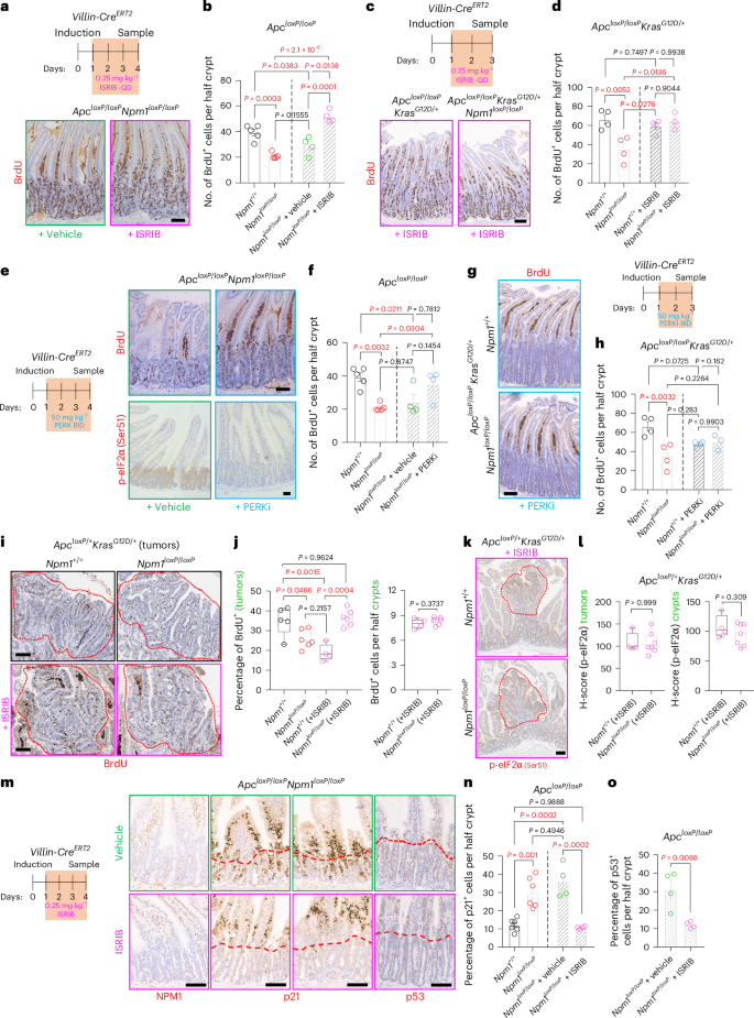 Fig. 6: ISR inhibition rescues proliferation after APC loss in NPM1-deficient tissue.