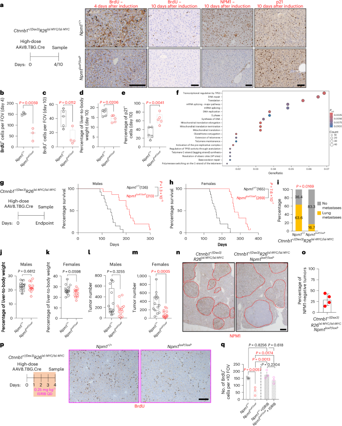 Fig. 7: Npm1 deletion in hepatocytes attenuates WNT/MYC-driven proliferation and HCC tumor formation.