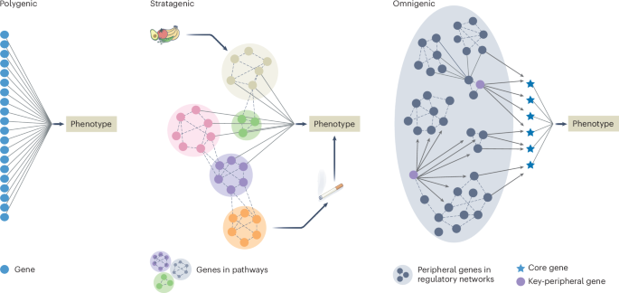 The polygenic, omnigenic and stratagenic models of complex disease risk ...