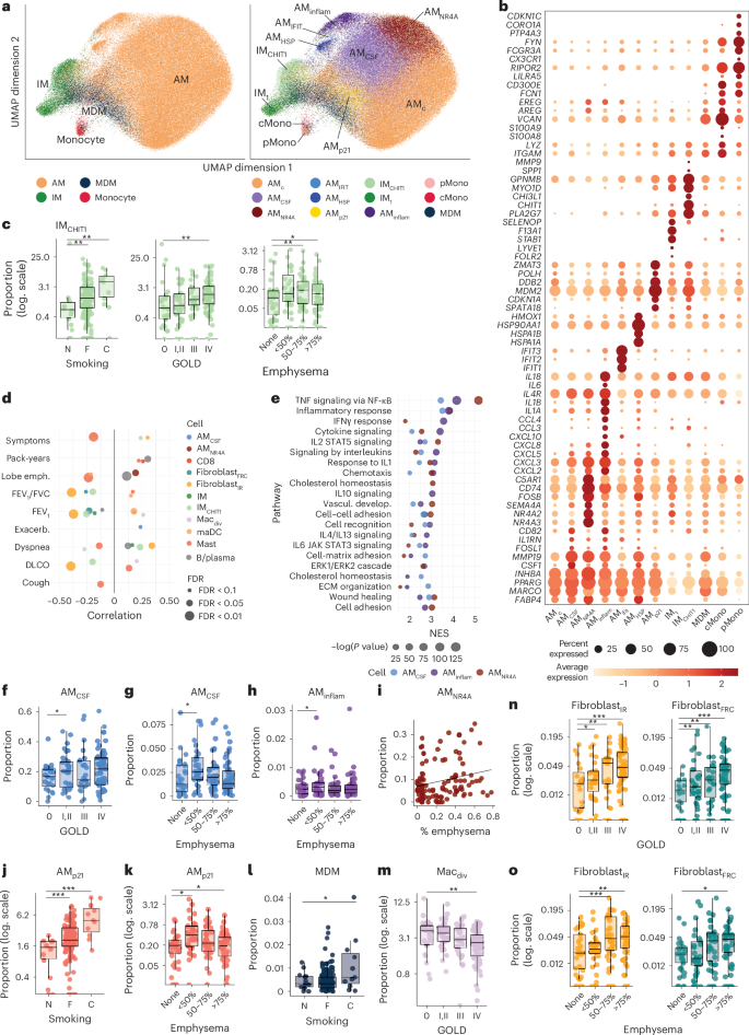 Fig. 3: Associations between immune cells and cell states with clinical traits in COPD.