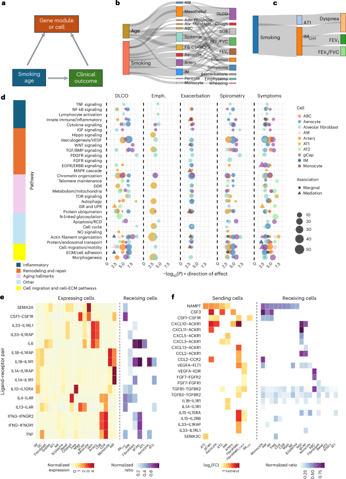 Fig. 7: Cellular pathways associated with clinical outcomes and aberrant cell states in COPD.
