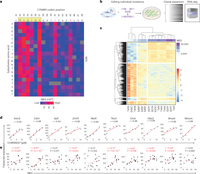Fig. 2: MESs predict endogenous β-catenin target gene expression.