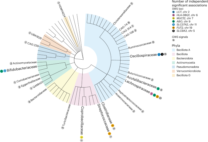 Fig. 2: Cladogram of the gut microbiota associations.