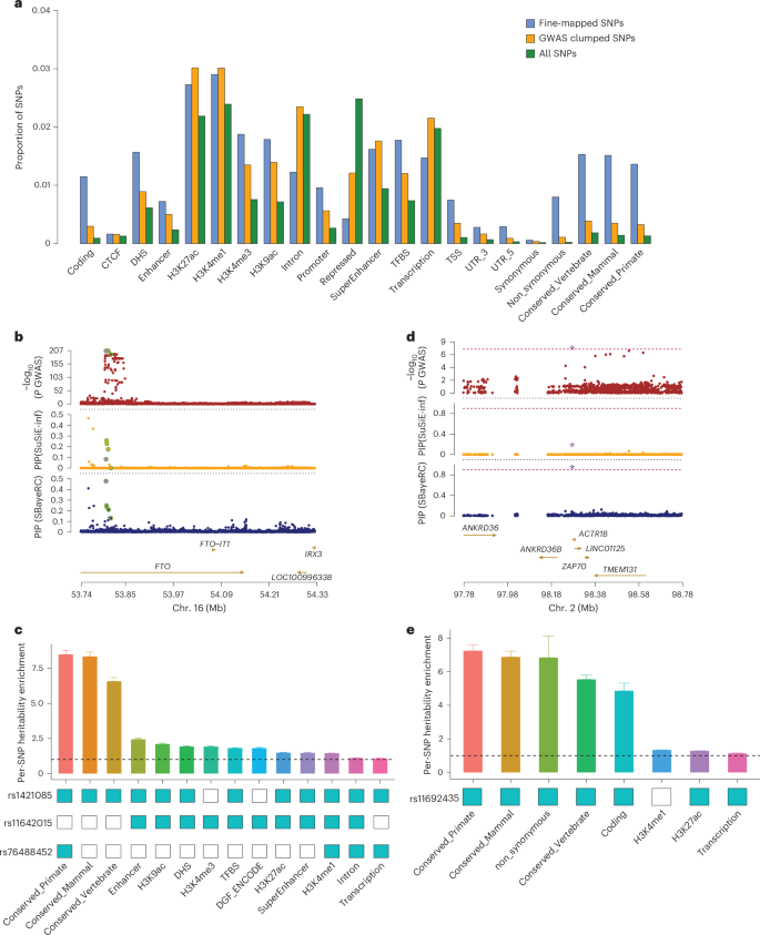 Fig. 7: Genome-wide fine-mapping with functional annotations helped pinpoint the putative causal variants.