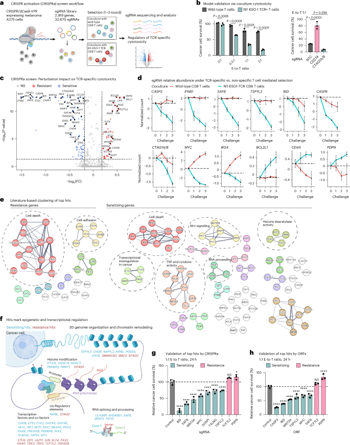 Fig. 1: A CRISPRa screen in melanoma cells identified regulators of TCR-specific cytotoxicity.