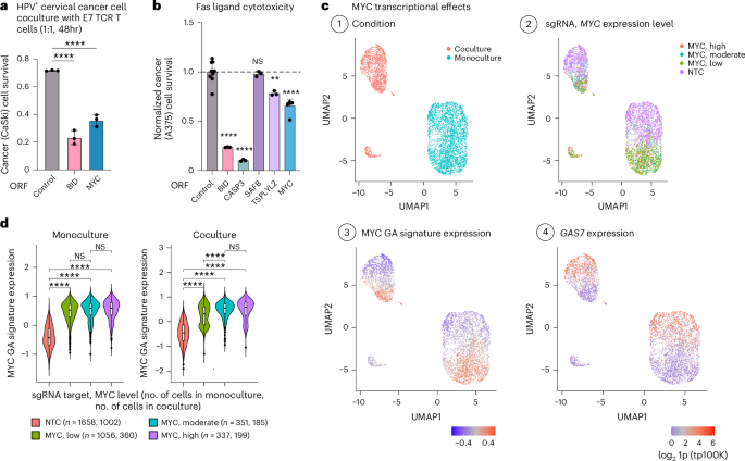 Fig. 4: MYC and SAFB robustly and selectively sensitize cancer cells to TCR-specific cytotoxicity.