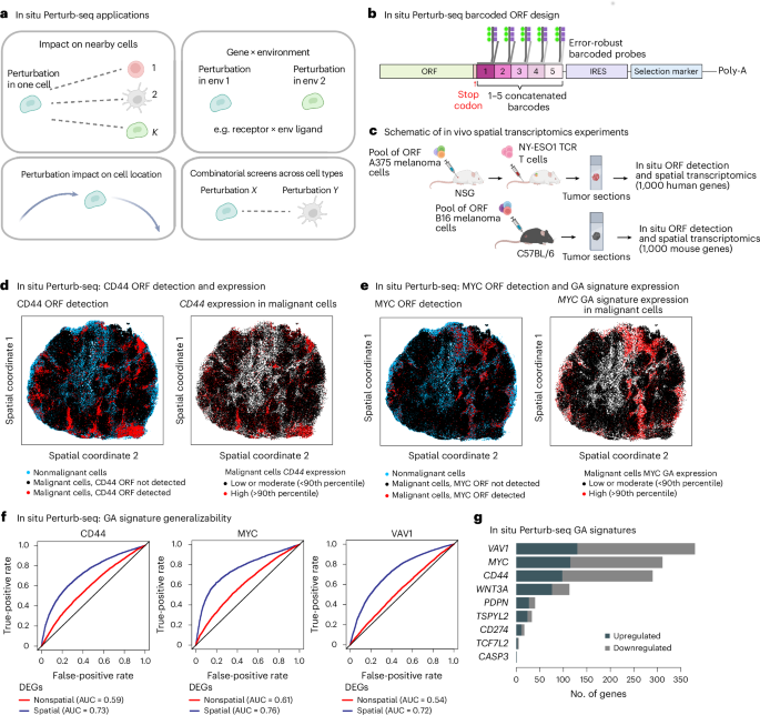 Fig. 5: In situ Perturb-seq and its application to in vivo melanoma models.