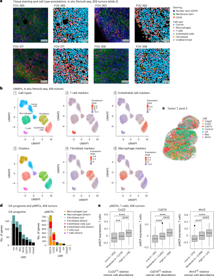 Fig. 6: In situ Perturb-seq applied in vivo to syngeneic B16 tumors in immunocompetent mice.