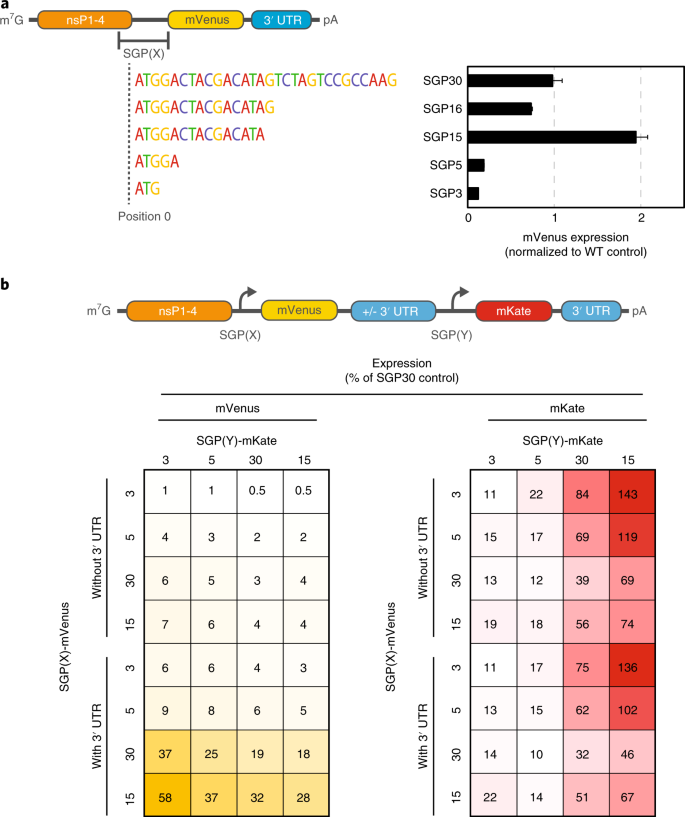 Small Molecule Based Regulation Of Rna Delivered Circuits In Mammalian Cells Nature Chemical Biology
