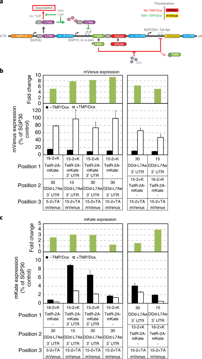 Small Molecule Based Regulation Of Rna Delivered Circuits In Mammalian Cells Nature Chemical Biology