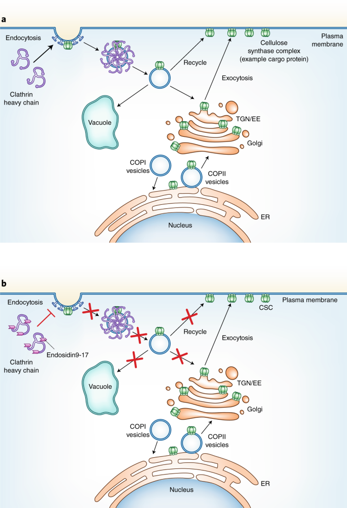 Braking plant endocytosis | Nature Chemical Biology
