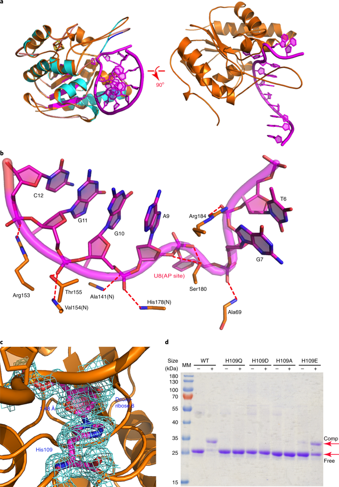 Suicide Inactivation Of The Uracil Dna Glycosylase Udgx By Covalent Complex Formation Nature Chemical Biology