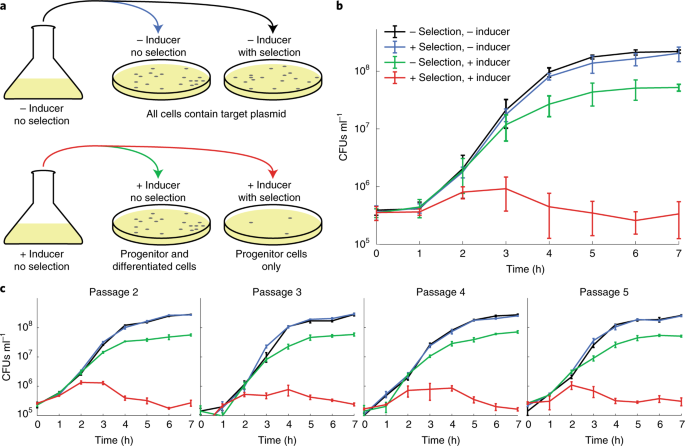 A Synthetic System For Asymmetric Cell Division In Escherichia