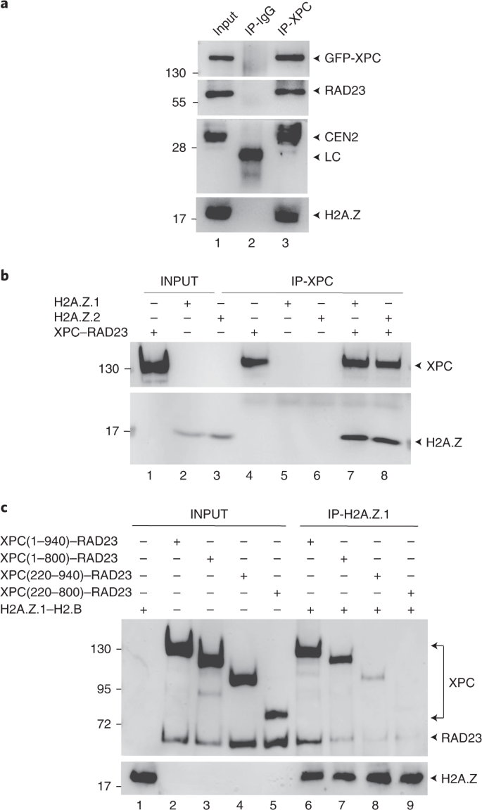 Dna Repair Complex Licenses Acetylation Of H2a Z 1 By Kat2a During Transcription Nature Chemical Biology