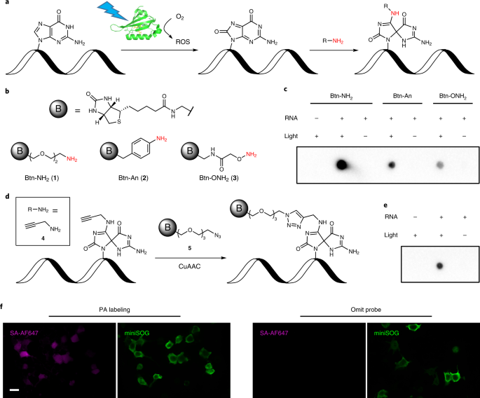 Mapping spatial transcriptome with light-activated proximity ...