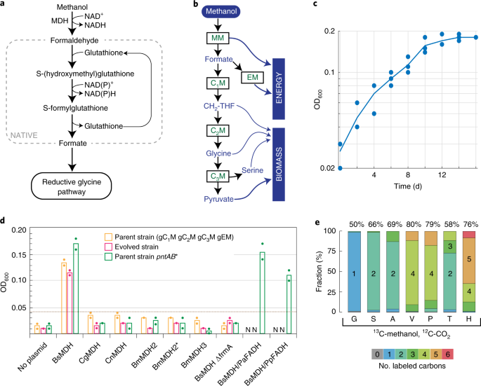 Growth of E. coli on formate and methanol via the reductive glycine pathway