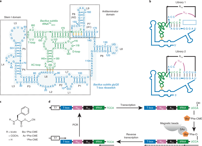 An aminoacylation ribozyme evolved from a natural tRNA-sensing T-box  riboswitch | Nature Chemical Biology