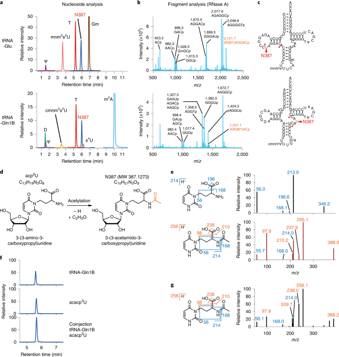 Comparative tRNA sequencing and RNA mass spectrometry for surveying tRNA  modifications | Nature Chemical Biology