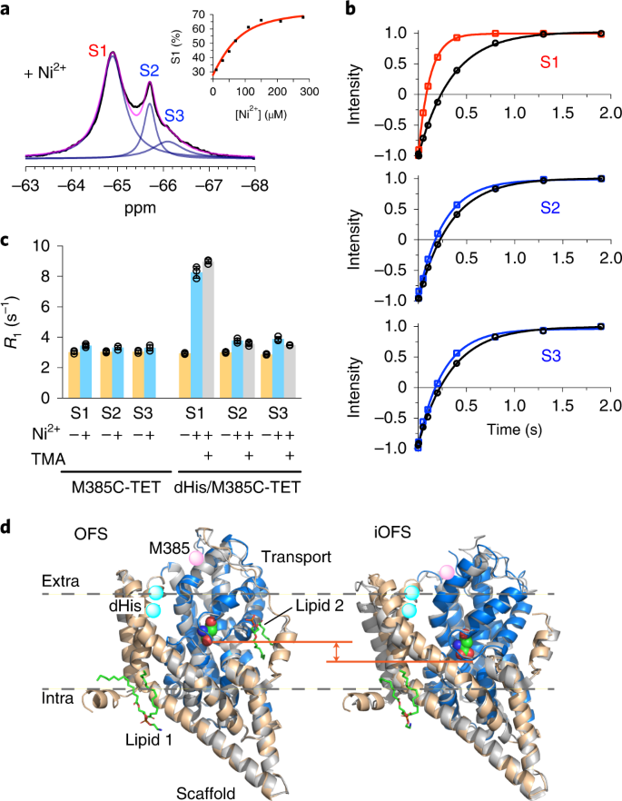 Use Of Paramagnetic 19 F Nmr To Monitor Domain Movement In A Glutamate Transporter Homolog Nature Chemical Biology