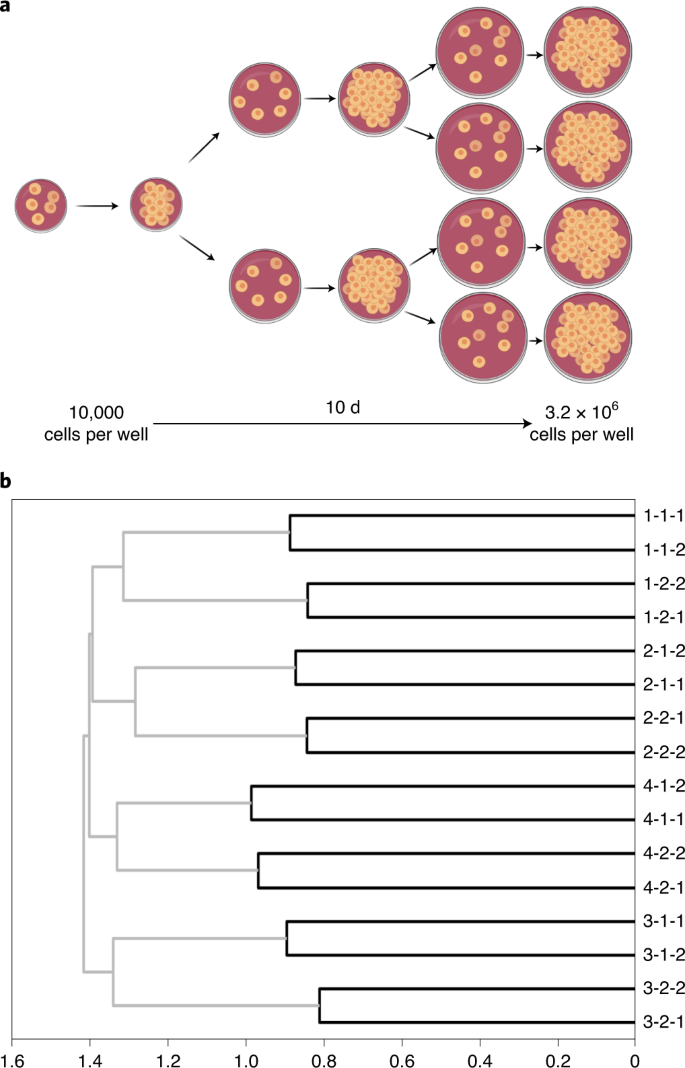 Agglutination (biology) - Wikipedia