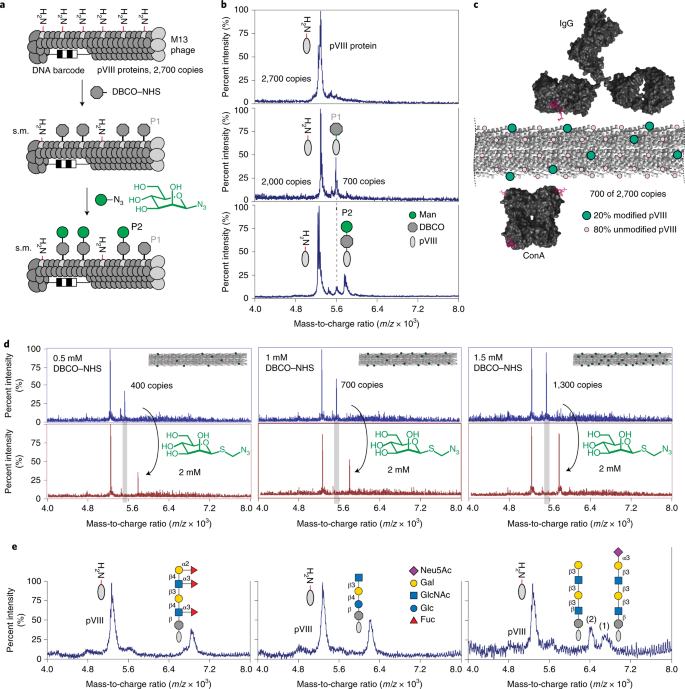 Genetically Encoded Multivalent Liquid Glycan Array Displayed On M13 Bacteriophage Nature Chemical Biology