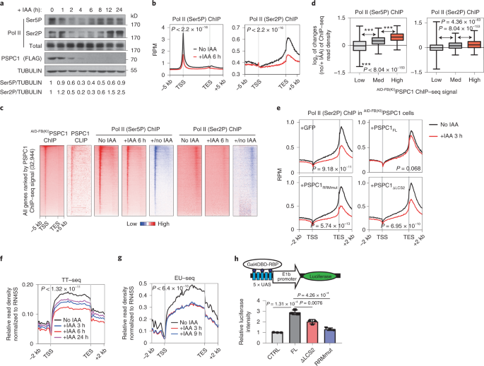 Phase Separation Of Rna Binding Protein Promotes Polymerase Binding And Transcription Nature Chemical Biology