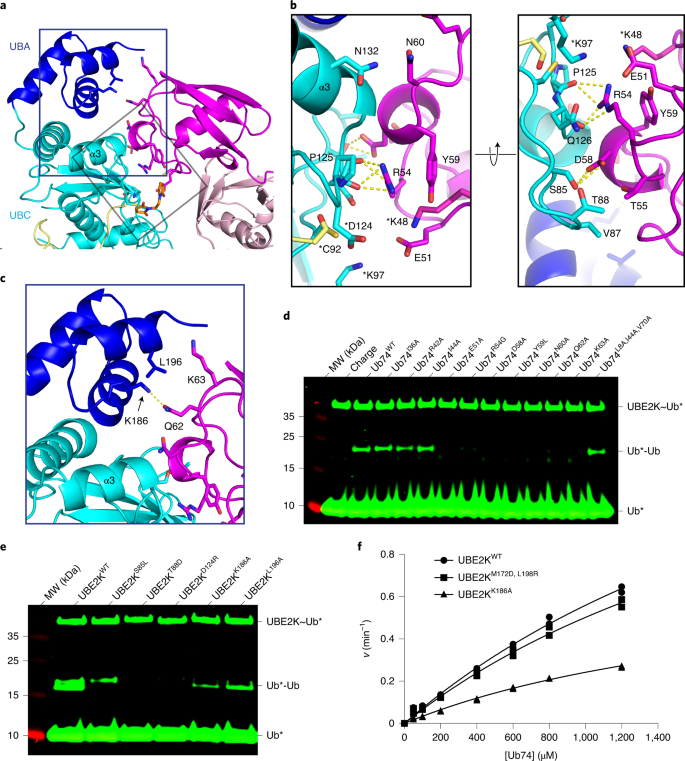 MVLs. (A and B) The structure (A) and molecular modeling (B) of