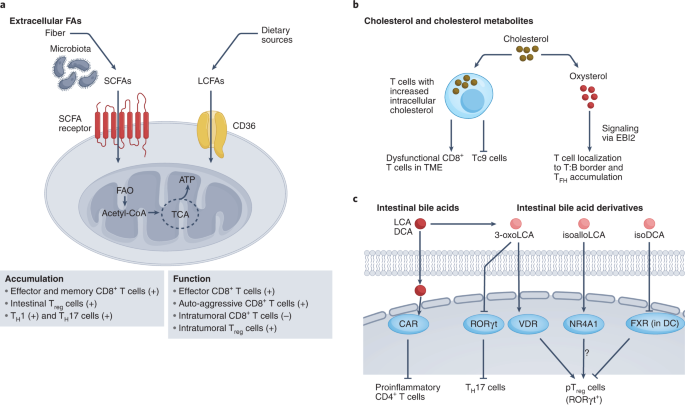 vitamin c lipid metabolites Sources and multifunctional role of in metabolic processes in Vitamin C in Stem Cell Vitamin C | Linus Pauling