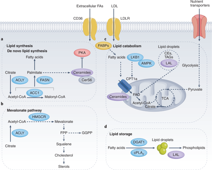 vitamin c and lipid metabolism lipoprotein metabolism. This figure gives a simplified The Vitamin C 'Protocol' That