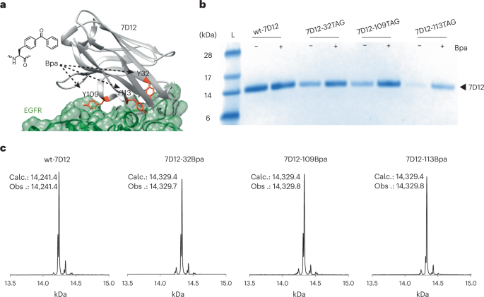 Fig. 1: Site-specific incorporation of Bpa in a single-chain antibody fragment, 7D12.
