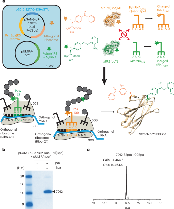 Fig. 4: Site-specific dual incorporation of pcY and Bpa in 7D12.