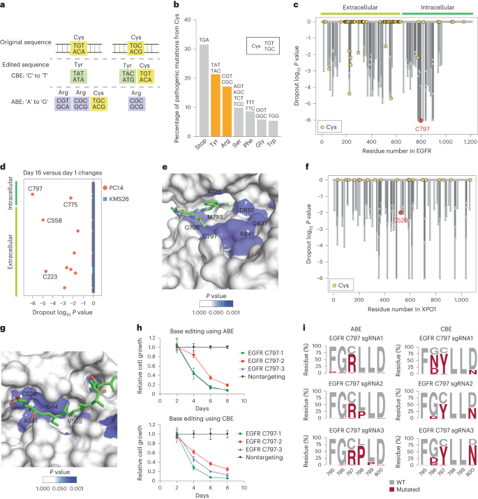 Assigning functionality to cysteines by base editing of cancer