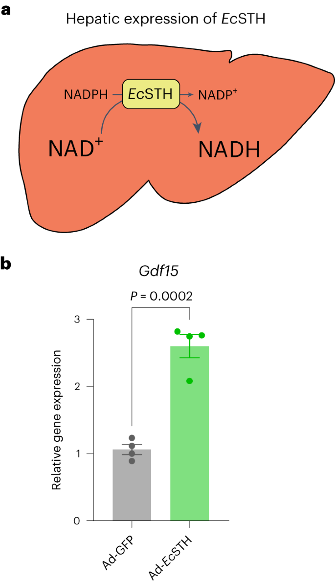 nadh glutathione A genetically encoded tool to increase cellular NADH/NAD+ ratio in living  cells