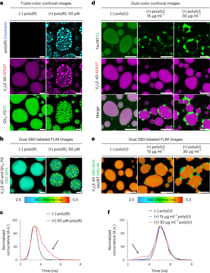 Solvatochromism and Conformational Changes in Fully Dissolved Poly