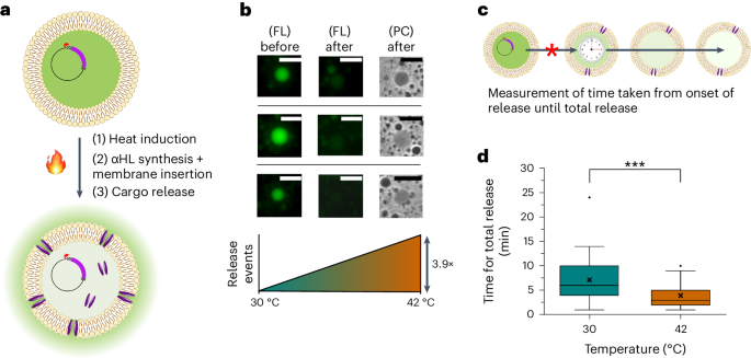 Genetically programmed synthetic cells for thermo-responsive protein synthesis and cargo release | Nature Chemical Biology genetically-programmed-synthetic-cells-for-thermo-responsive-protein-synthesis-and-cargo-release-nature-chemical-biology