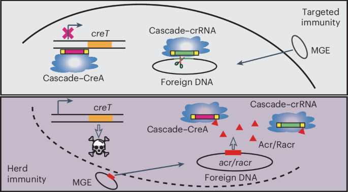 CRISPR-repressed toxin–antitoxin provides herd immunity against anti ...