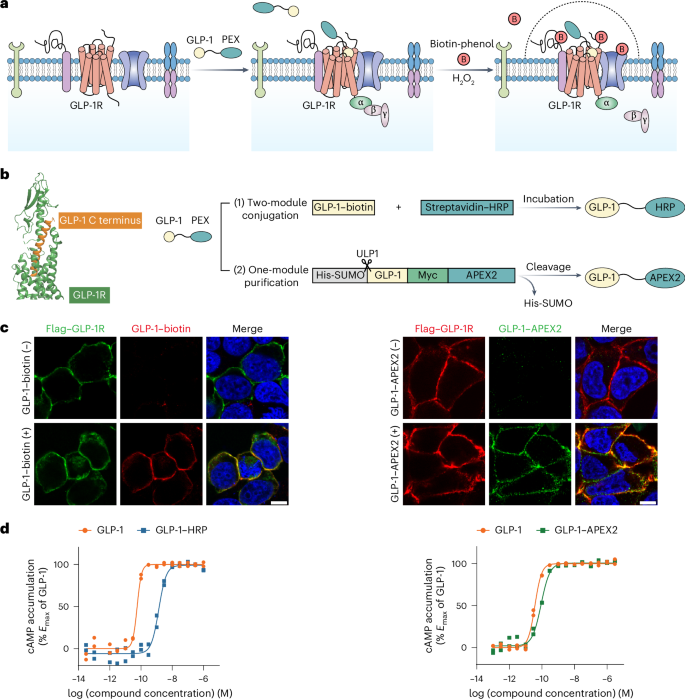 Endogenous cell membrane interactome mapping for the GLP-1 receptor in  different cell types