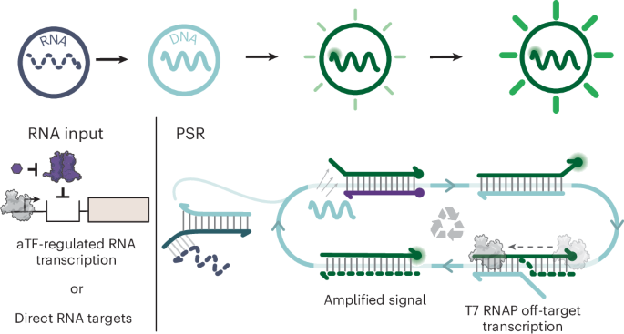 私たちの体が発する信号を見逃す「増幅器」(An ‘amplifier’ for missed signals produced by our bodies)