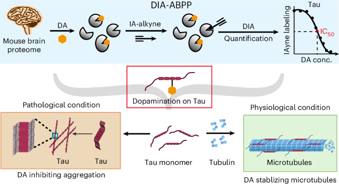 ドーパミンとタウの関係に新知見(Unlocking dopamine’s hidden role: protective modification of Tau revealed)