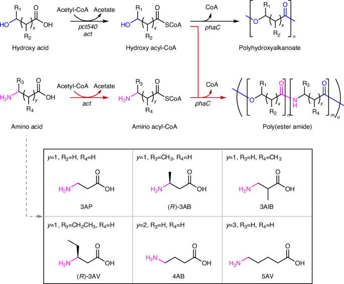 Polymerization Pathways A bacterial platform for the bio-based production of poly(ester amide)s ...