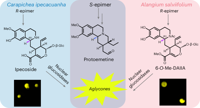 2つの遠縁の植物種が独立して同じ物質を生成した(Invented twice;Two distantly related plant species developed the same substance independently)