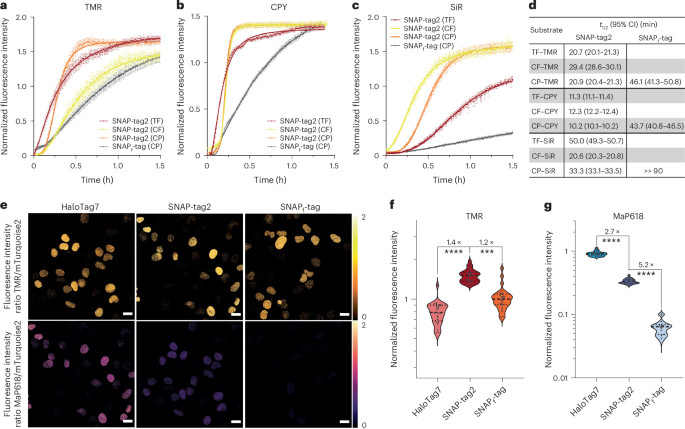 Fig. 3: Labeling kinetics and fluorescence brightness for SNAP-tag2 in live cells.