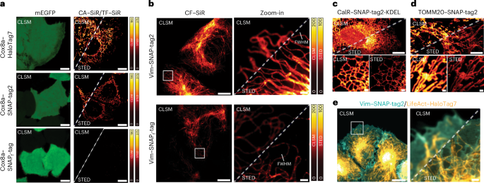 Fig. 4: SNAP-tag2 performance in live-cell super-resolution microscopy.