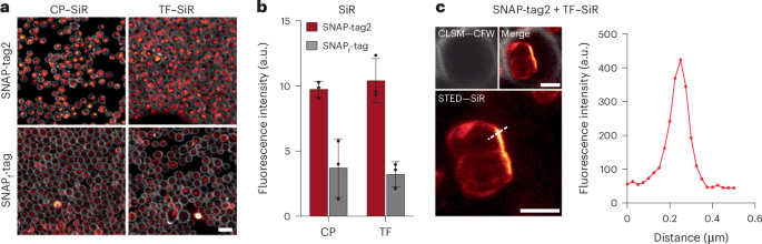 Fig. 5: Comparison of SNAP-tag2 and SNAPf-tag labeling of yeast peroxisomes.