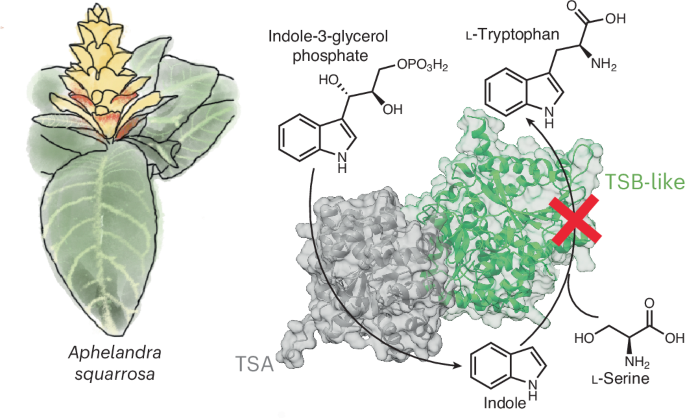 顕花植物は擬似酵素を使ってインドールを形成する(Flowering plants use a pseudoenzyme to form indole)