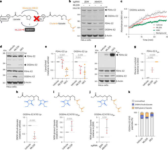 Fig. 1: ABHD11 inhibition results in glutaryl-lipoylation of ketoacid dehydrogenases.