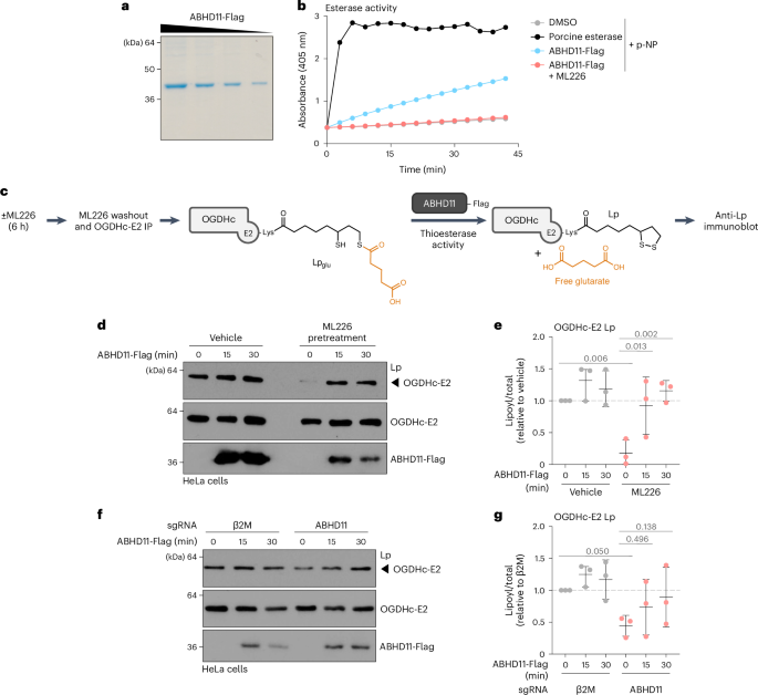 Fig. 2: ABHD11 removes glutaryl adducts from lipoylated OGDHc-E2.