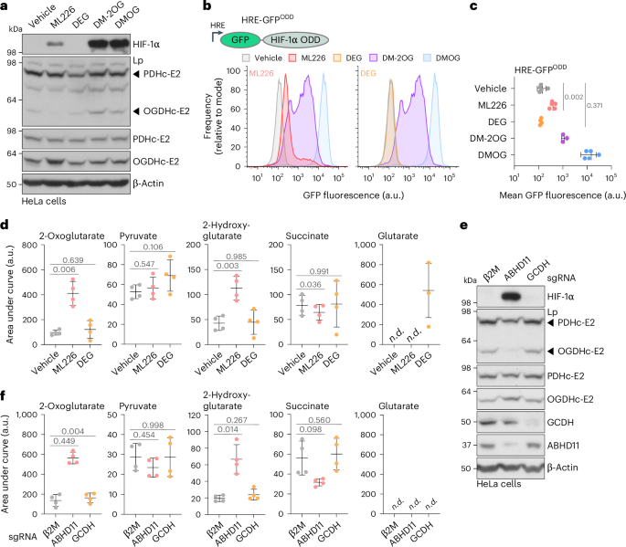 Fig. 4: ABHD11 inhibition has distinct outcomes compared to perturbing cellular glutarate levels.