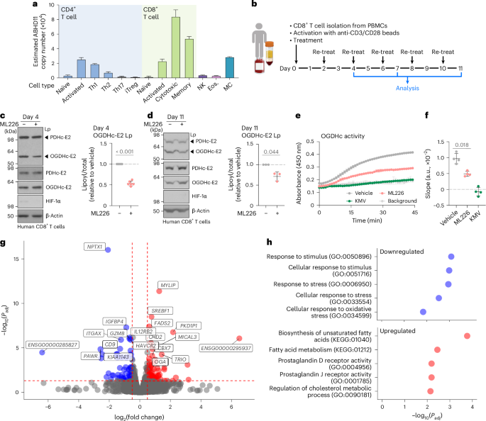 Fig. 5: ABHD11 inhibition reduces OGDHc activity and alters fatty acid metabolism in CD8+ T cells.