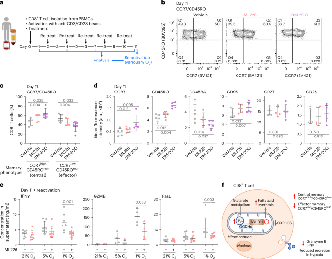 Fig. 6: ABHD11 influences human CD8+ T cell differentiation.
